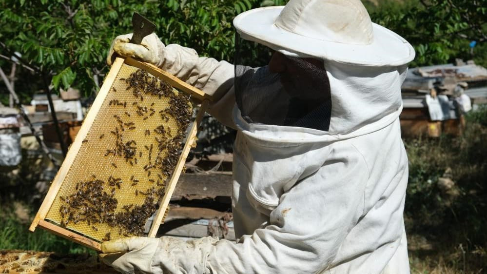 Bal Arılarının Yayla Yolculuğu Başladı